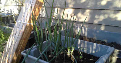 better green onions_400