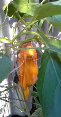 Neglected pepper_400