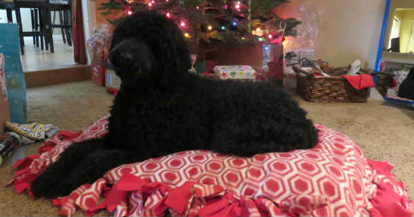 Finished Abby bed_600